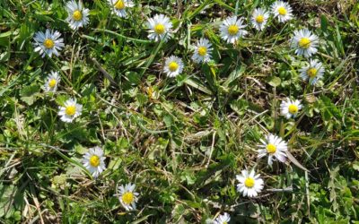 Gänseblümchen kostbare Natur